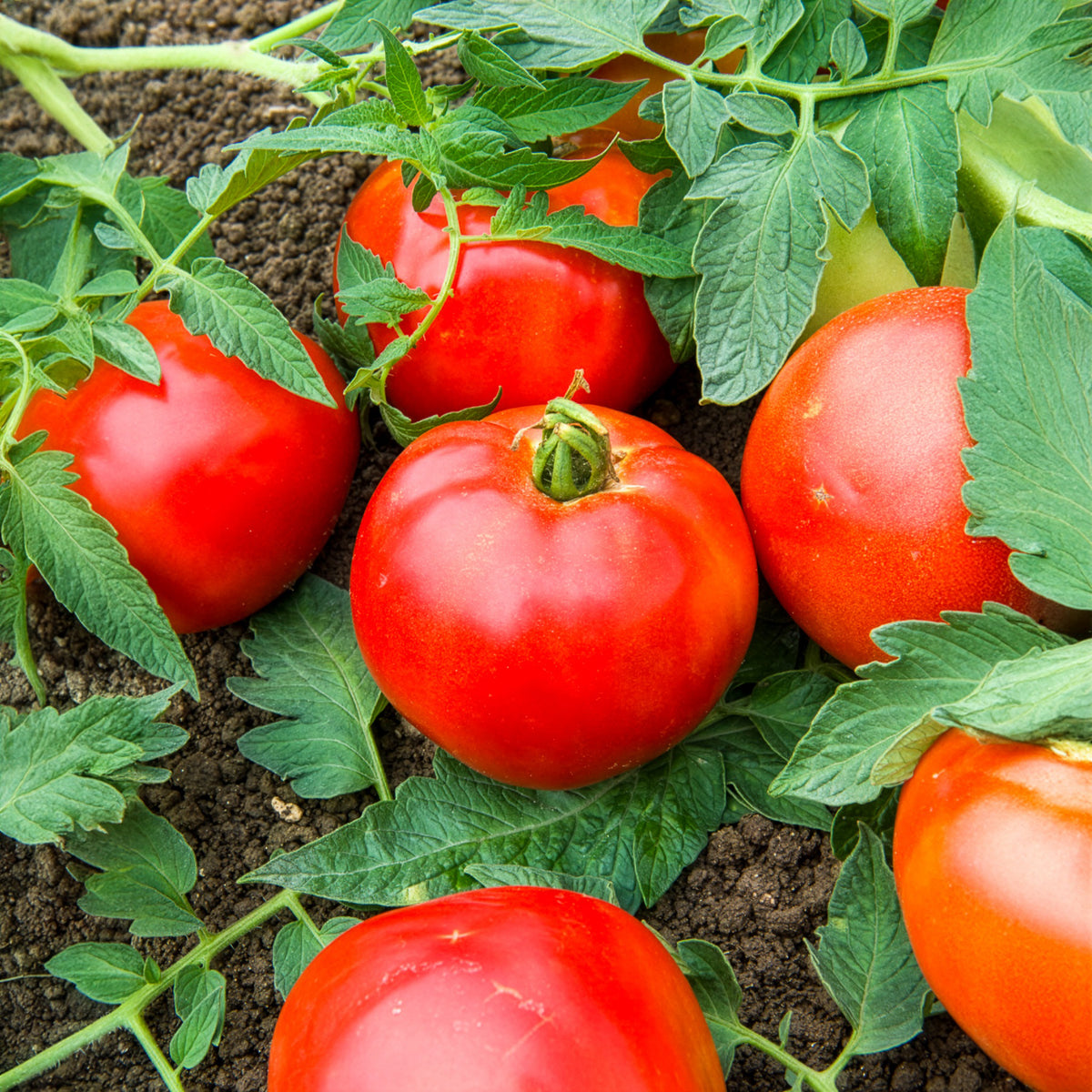 Tomaat Pyros F1 - Willemse