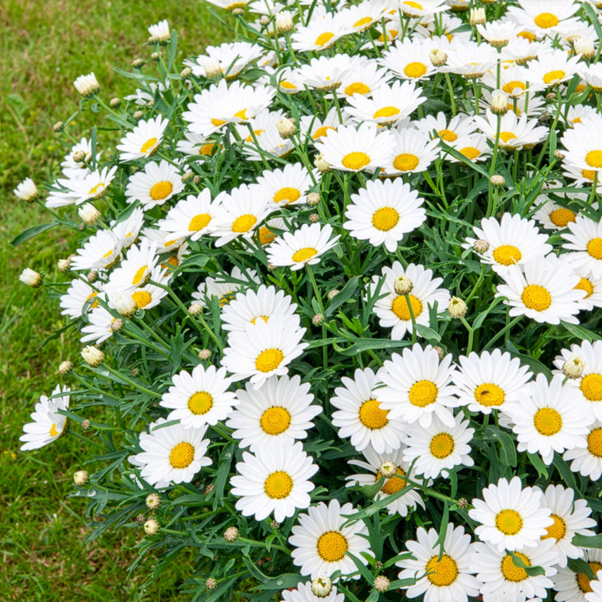 Struikmargriet - Argyranthemum frutescens - Willemse