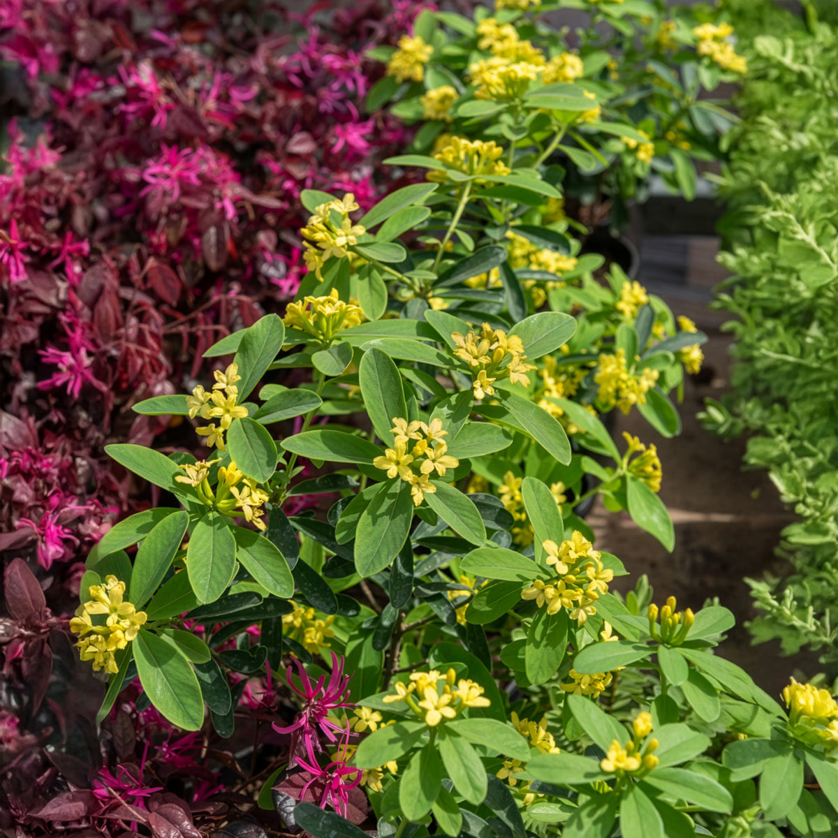 Daphne Royal Crown - Willemse