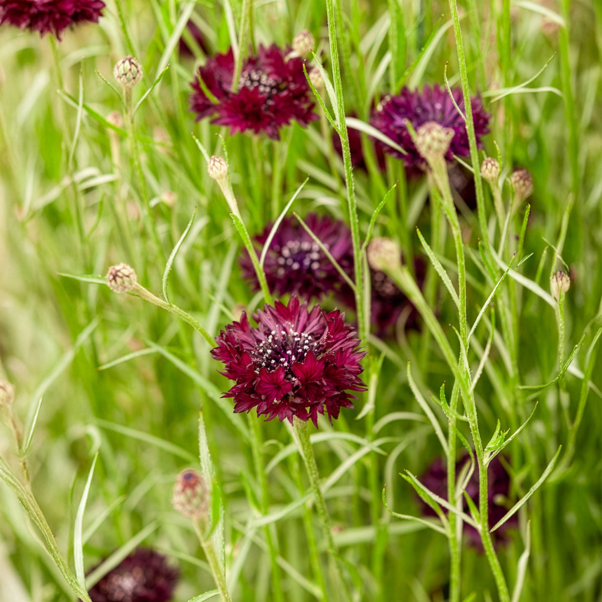 Korenbloem Black Ball - Centaurea cyanus Black Ball - Willemse