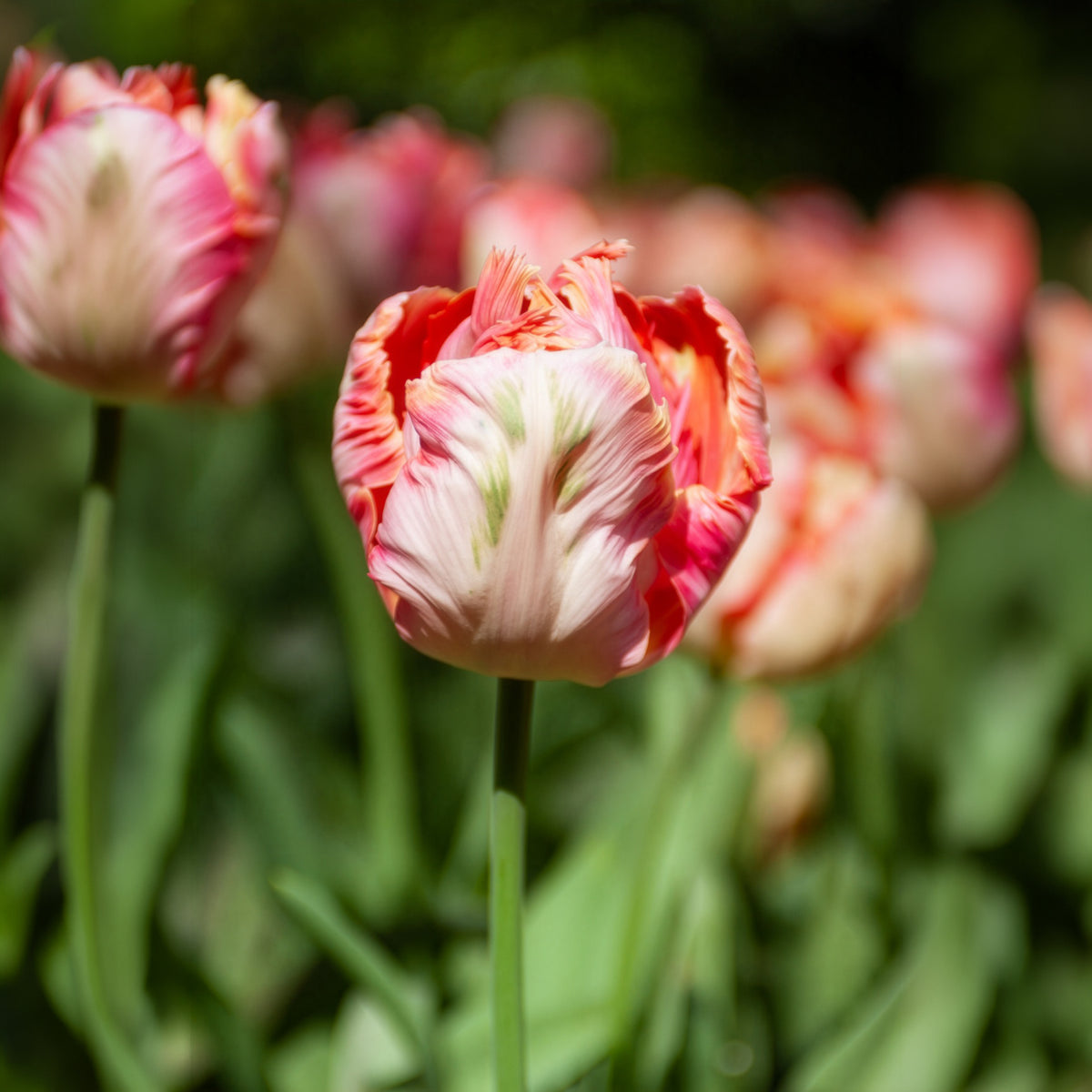 Tulp Apricot Parrot - Willemse