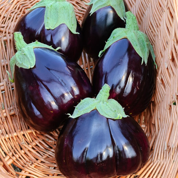 Aubergine 'Black Beauty' - Willemse