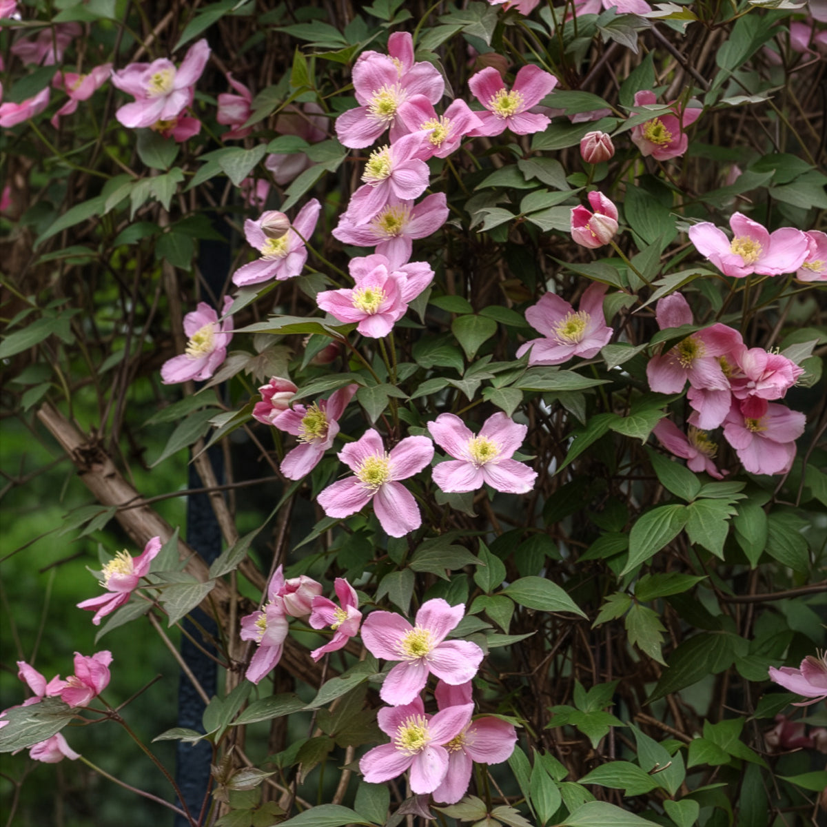 Clematis - Bosrank 'Rubens' - Clematis montana Rubens