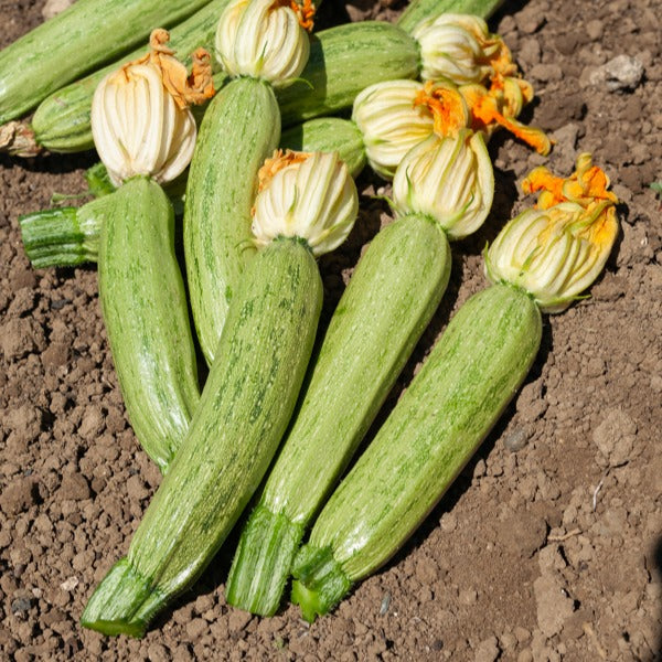 Courgette 'Profusion' - Willemse