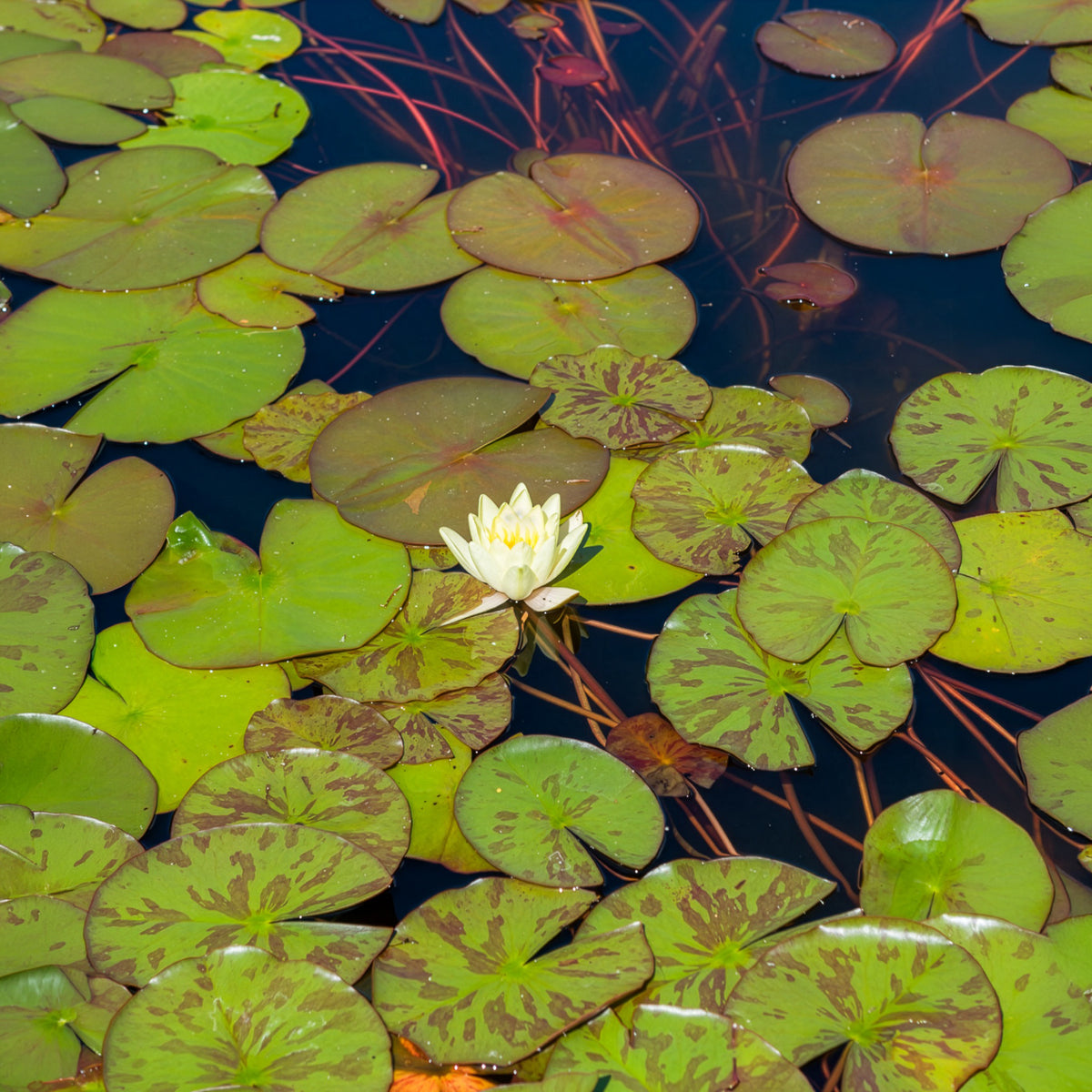 Verkoop Waterlelie 'Marliacea Chromatella' - Nymphaea marliacea Chromatella