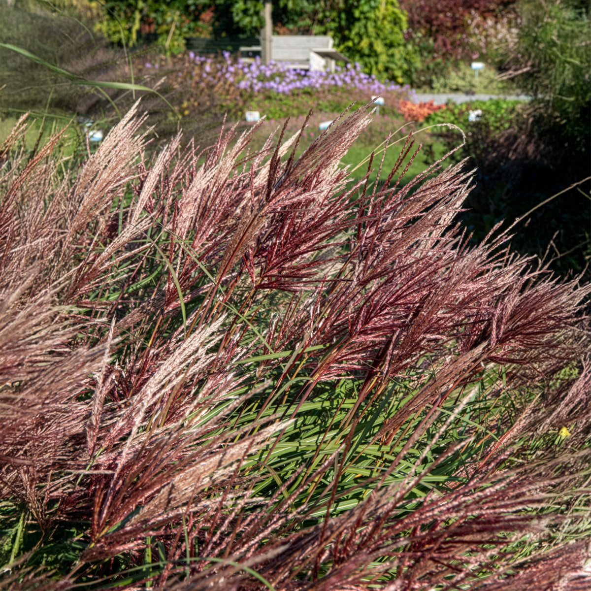 Miscanthus - Chinees riet - Prachtriet Red Chief - Miscanthus sinensis Red Chief