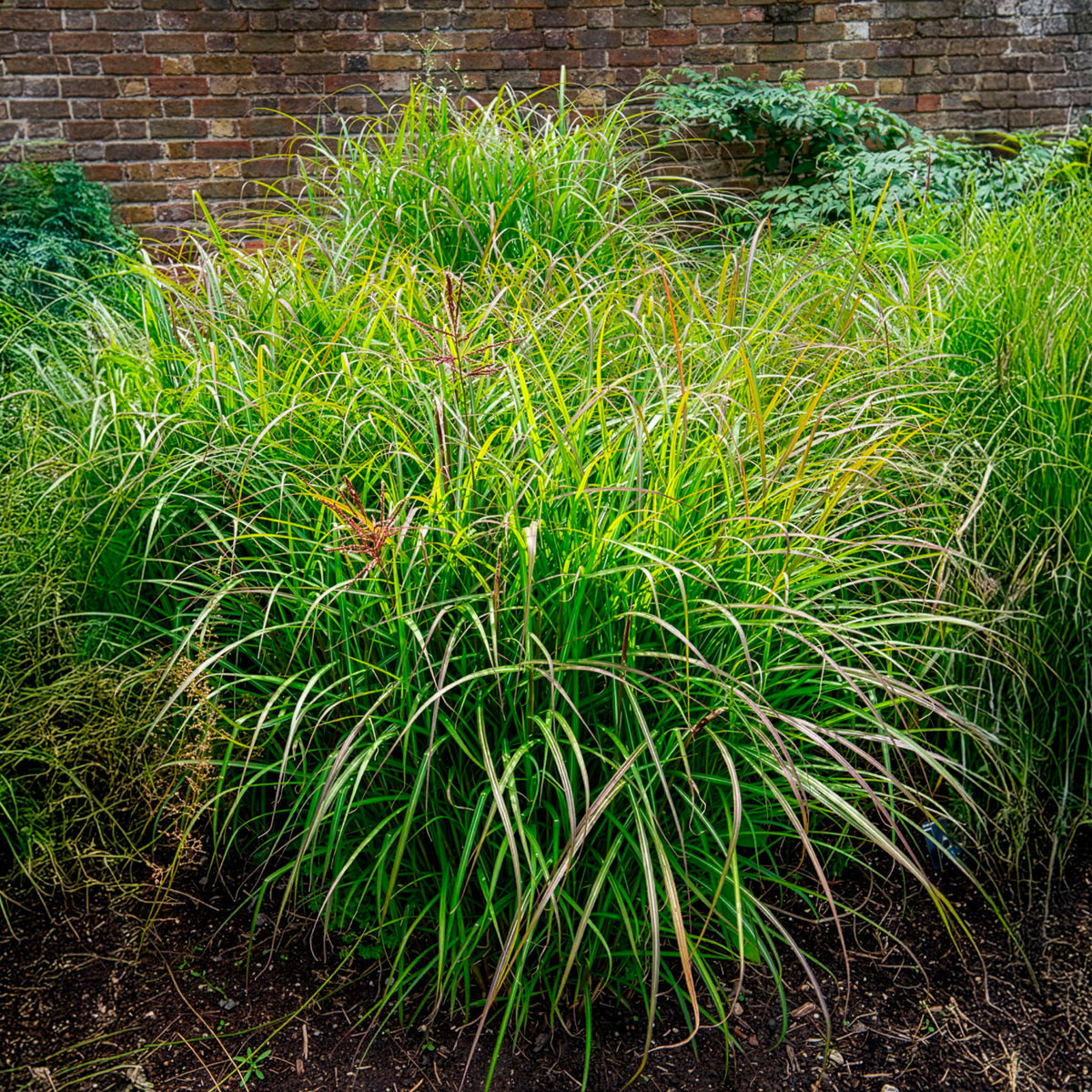 Prachtriet 'Ferner Osten' - Miscanthus sinensis Ferner Osten - Willemse