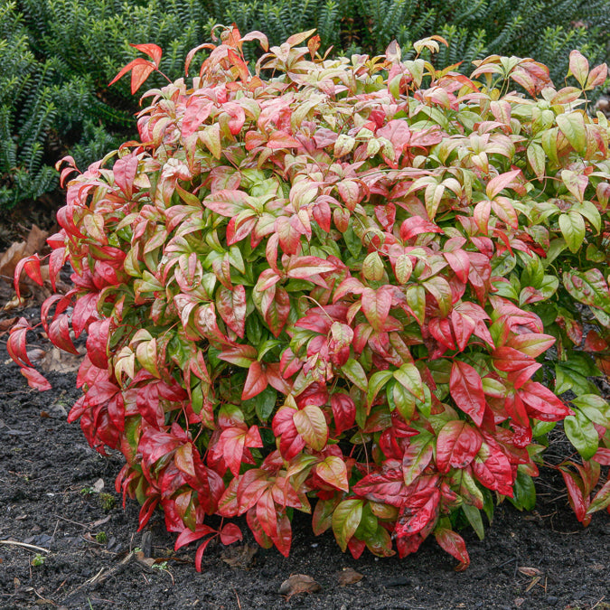 Hemelse bamboe 'Firepower' - Willemse