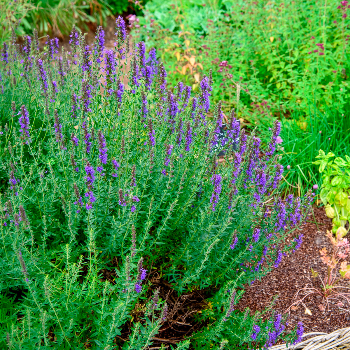 Hyssop