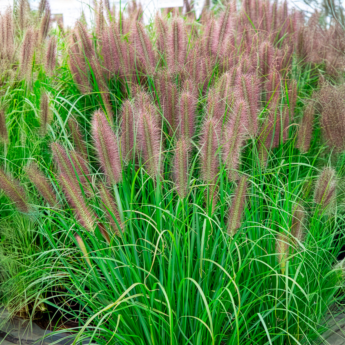 Lampenpoetsersgras 'Red Head' - Willemse