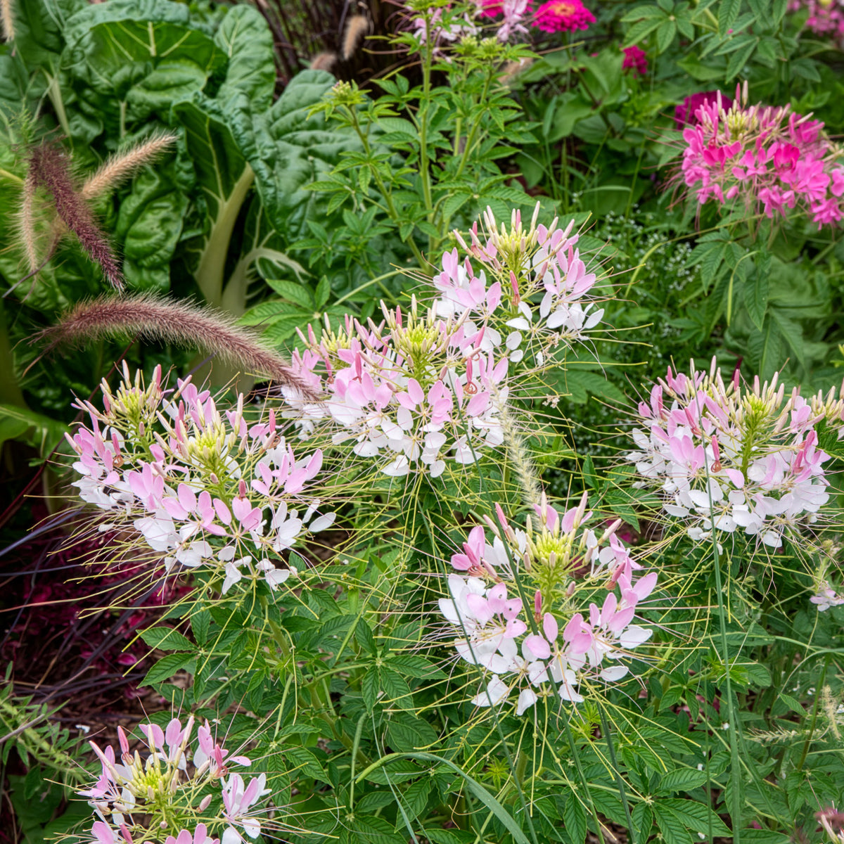 Cleome spinosa rose beauty - Kattensnor Cleome Rose Beauty - Cleome - Kattensnor
