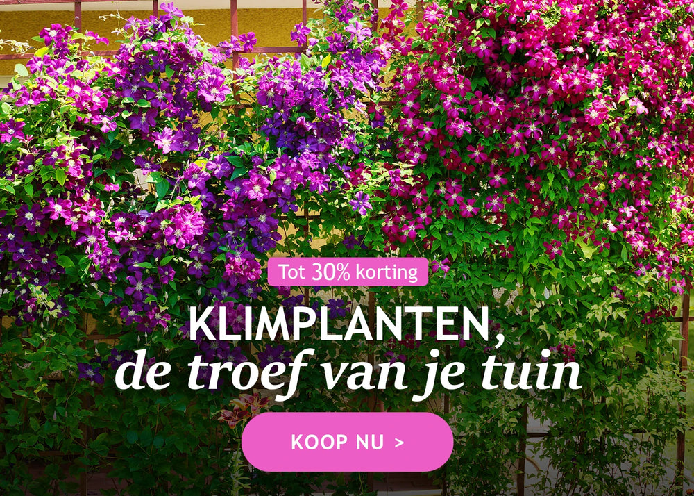 Klimplanten, de troef van je tuin tot 30%!