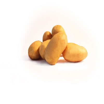 Aardappel 'Blanche' - Solanum tuberosum blanche (cn 991131) - Willemse