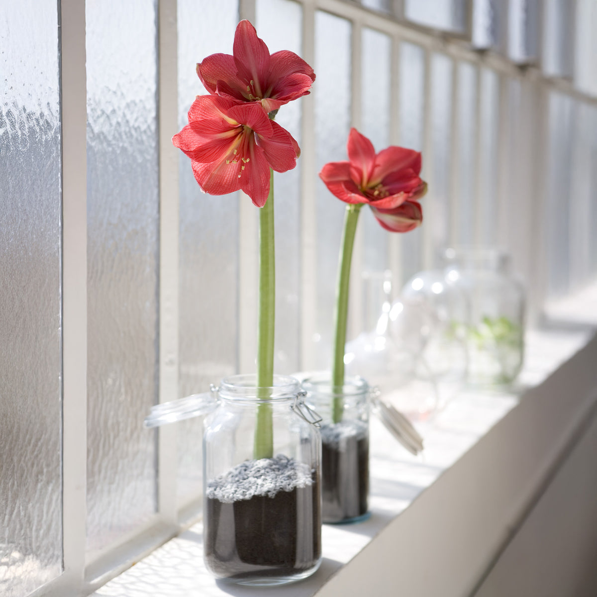 Wax Amaryllis Gloss Silver - Amaryllis Gloss Silver - Willemse