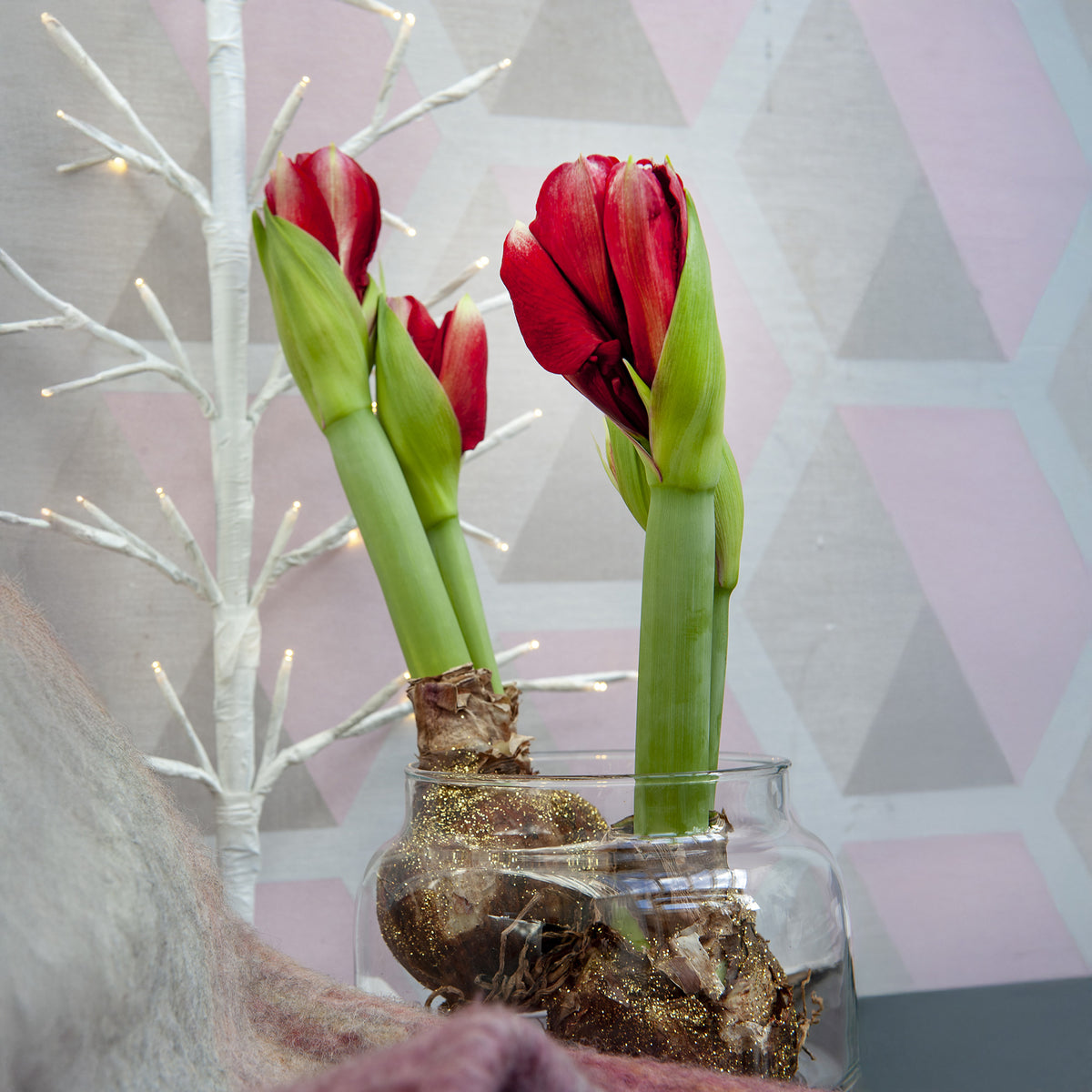 Wax Amaryllis Magic Rosé Gold - Amaryllis Magic Rosé Gold - Willemse