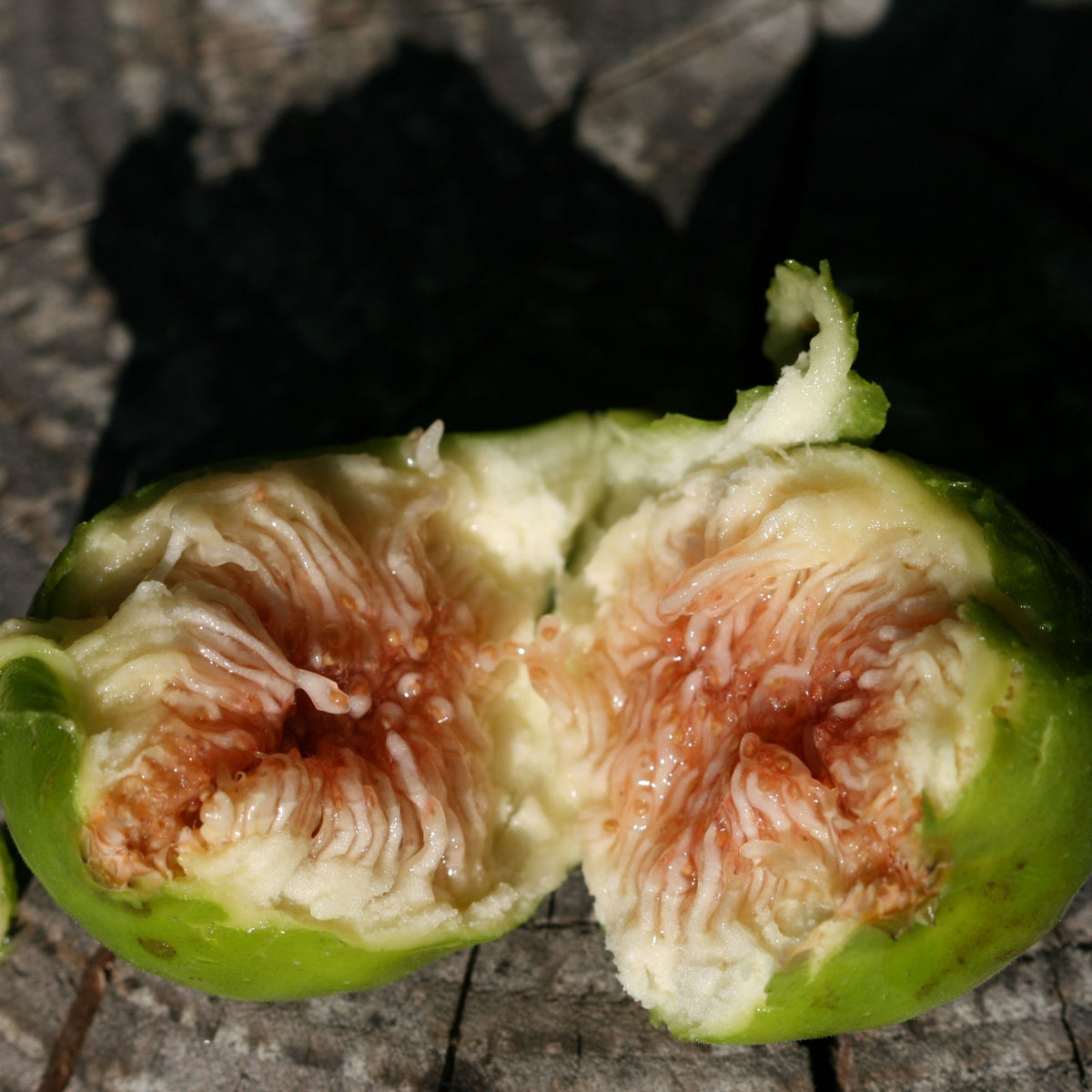 Dwergvijg Ficcolino - Willemse