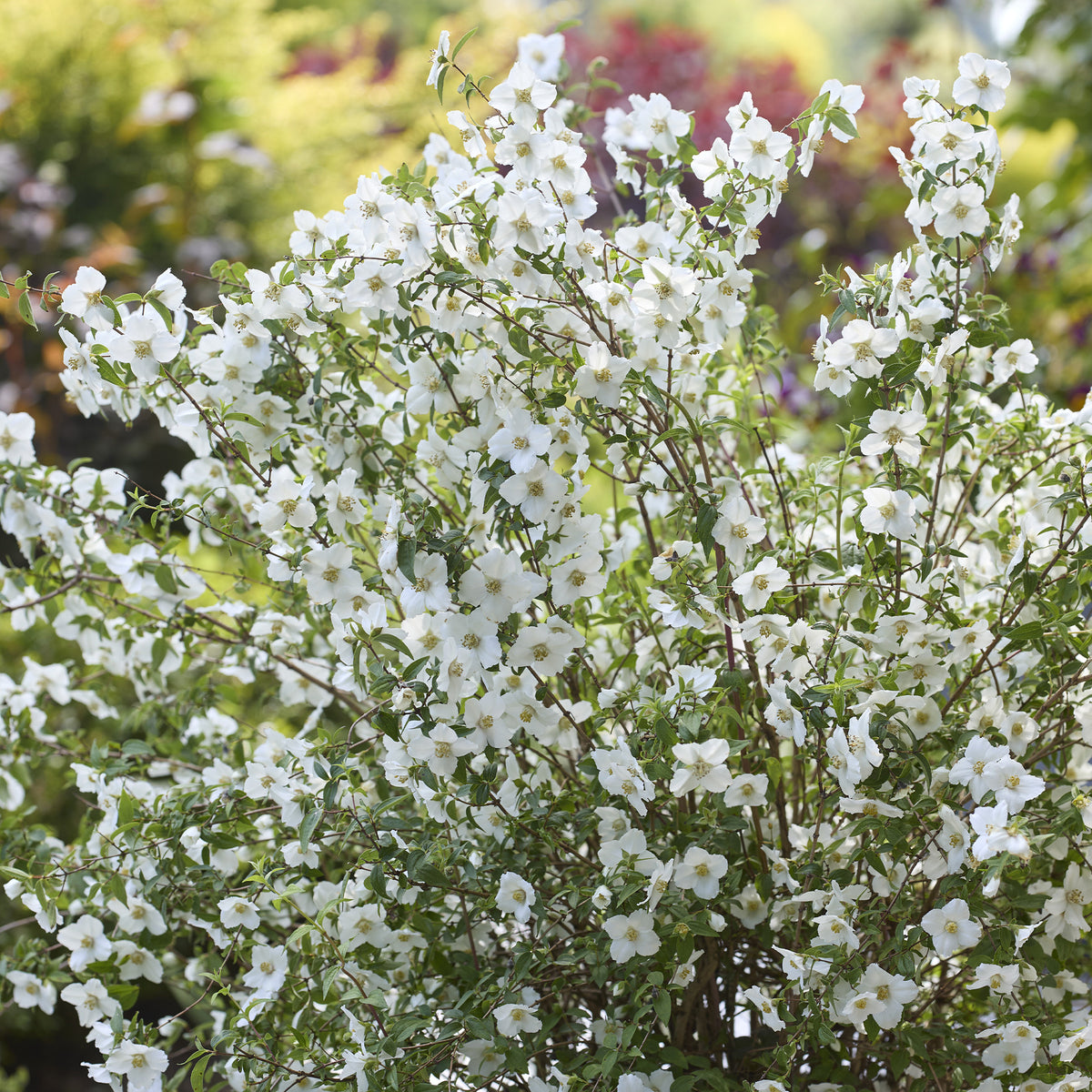 Boerenjasmijn Petite Perfume White ®