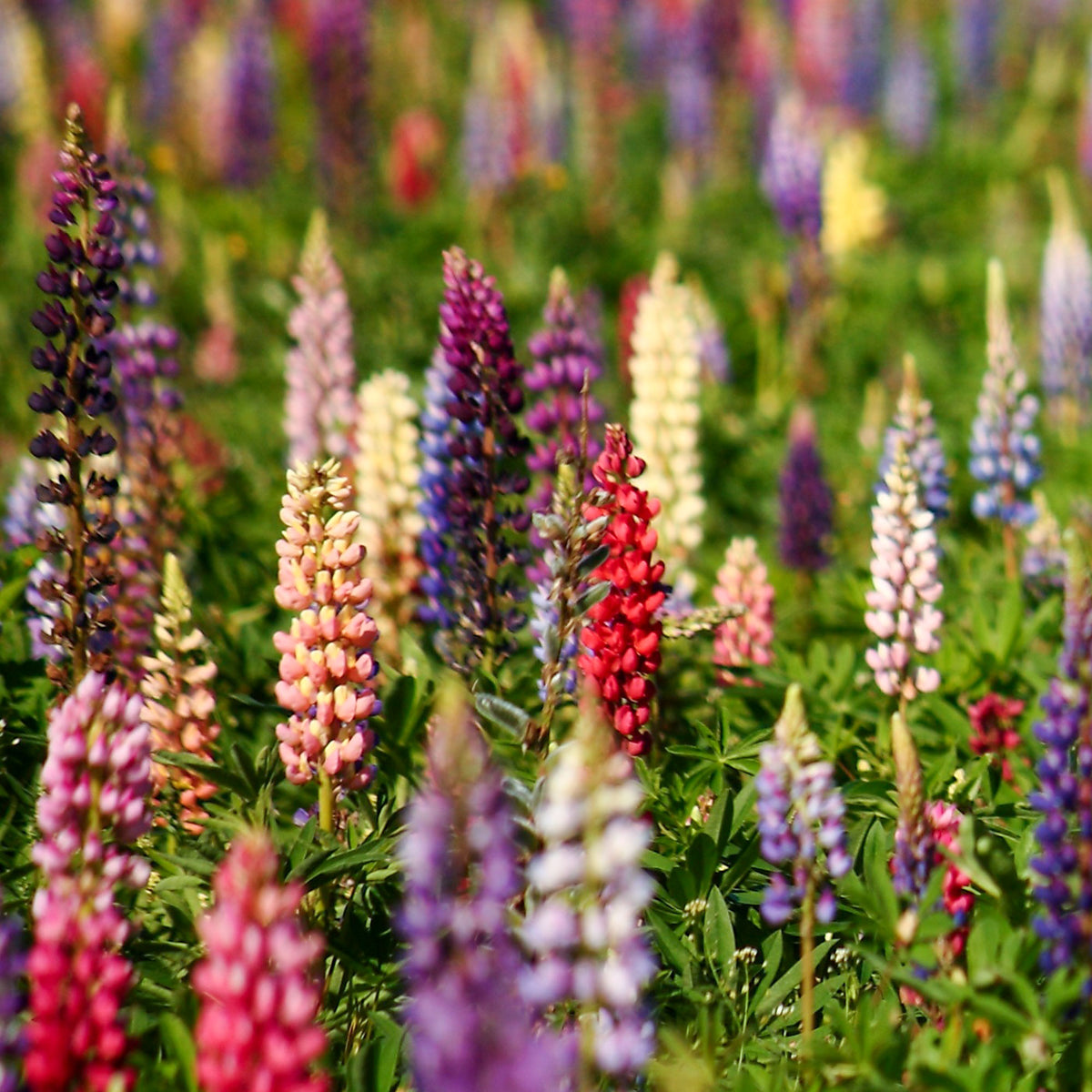Lupine 'Russell' - Willemse