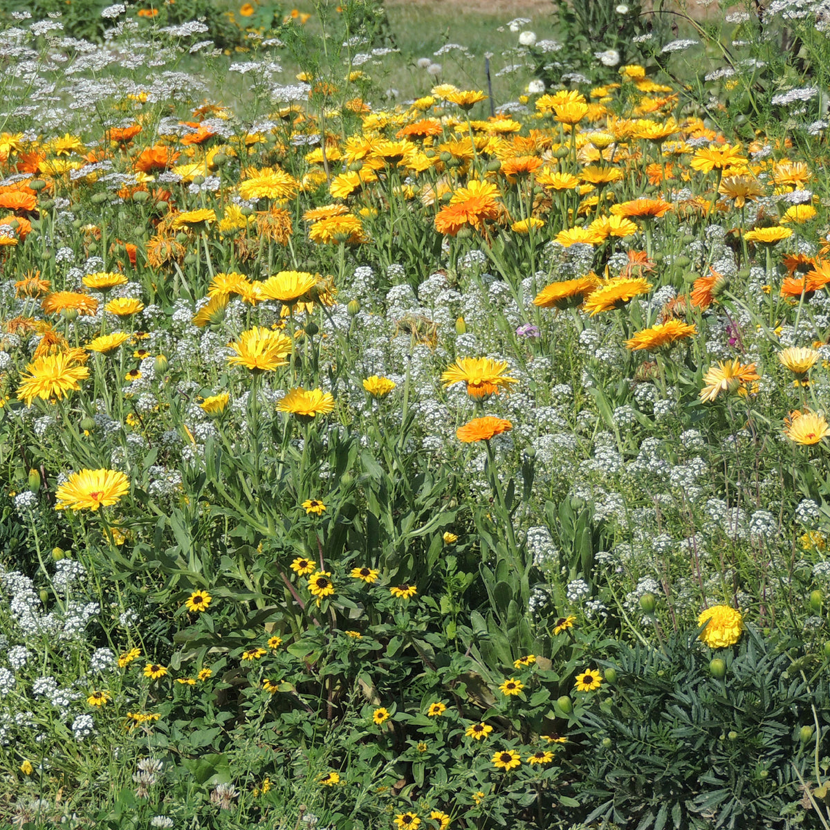 Anti-luizenbloemenmi - Willemse