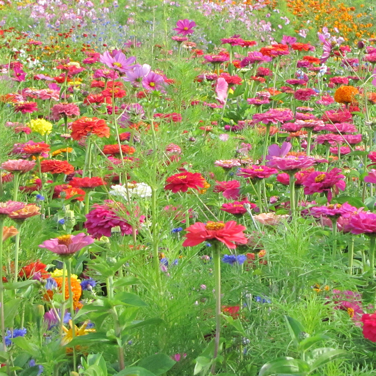 Plukbloemen Mix - Willemse