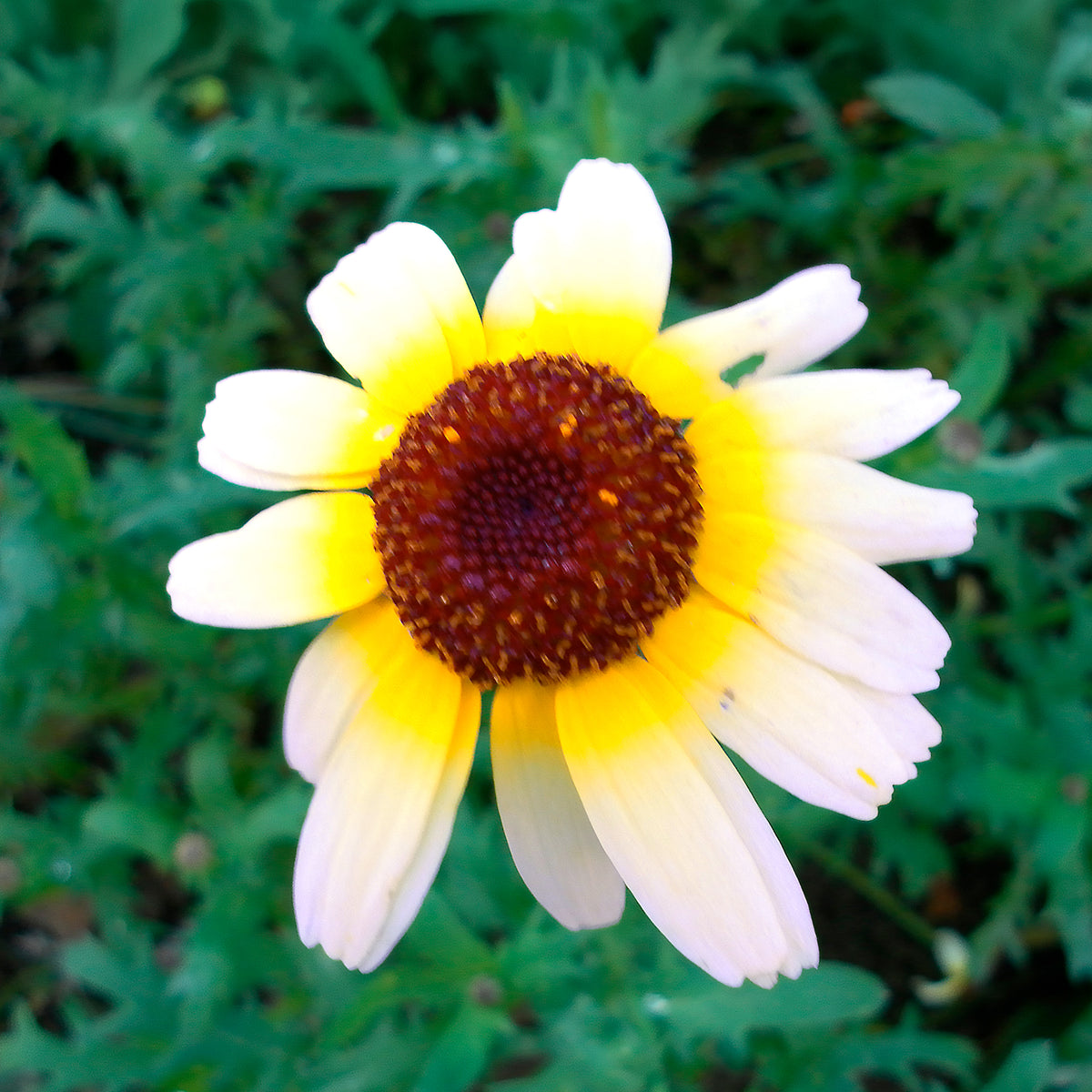 Bonte ganzebloem Polar Star - Chrysanthemum carinatum Polar Star - Willemse