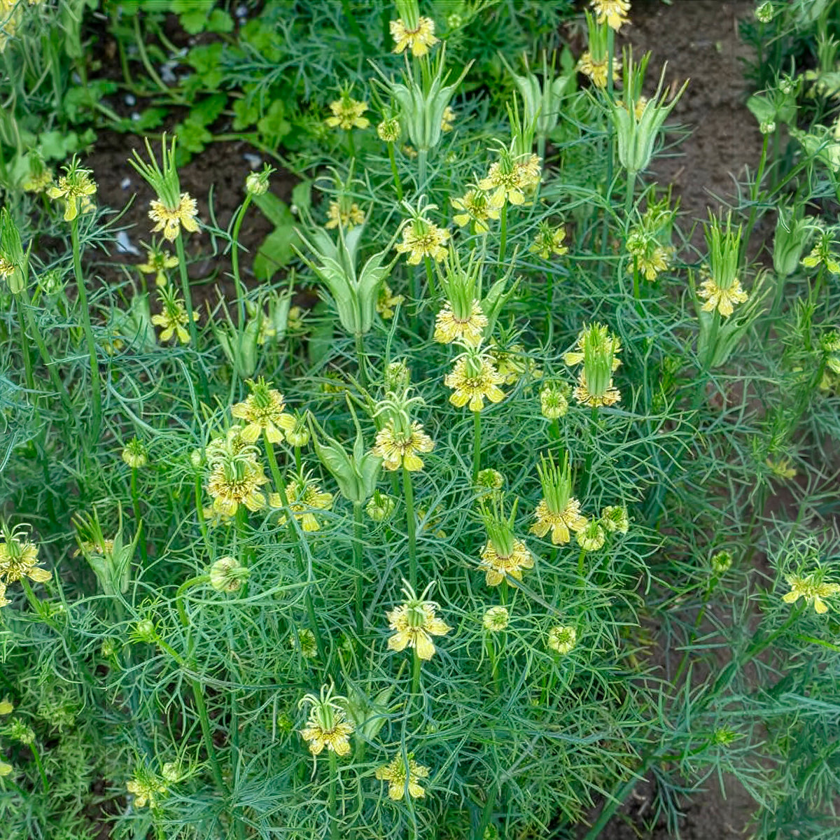 Juffertje-in-het-groen Transformer - Willemse