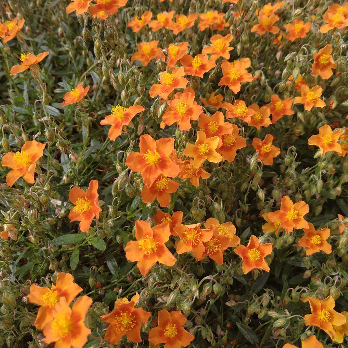 Zonneroosje 'Bronzeteppich' - Willemse