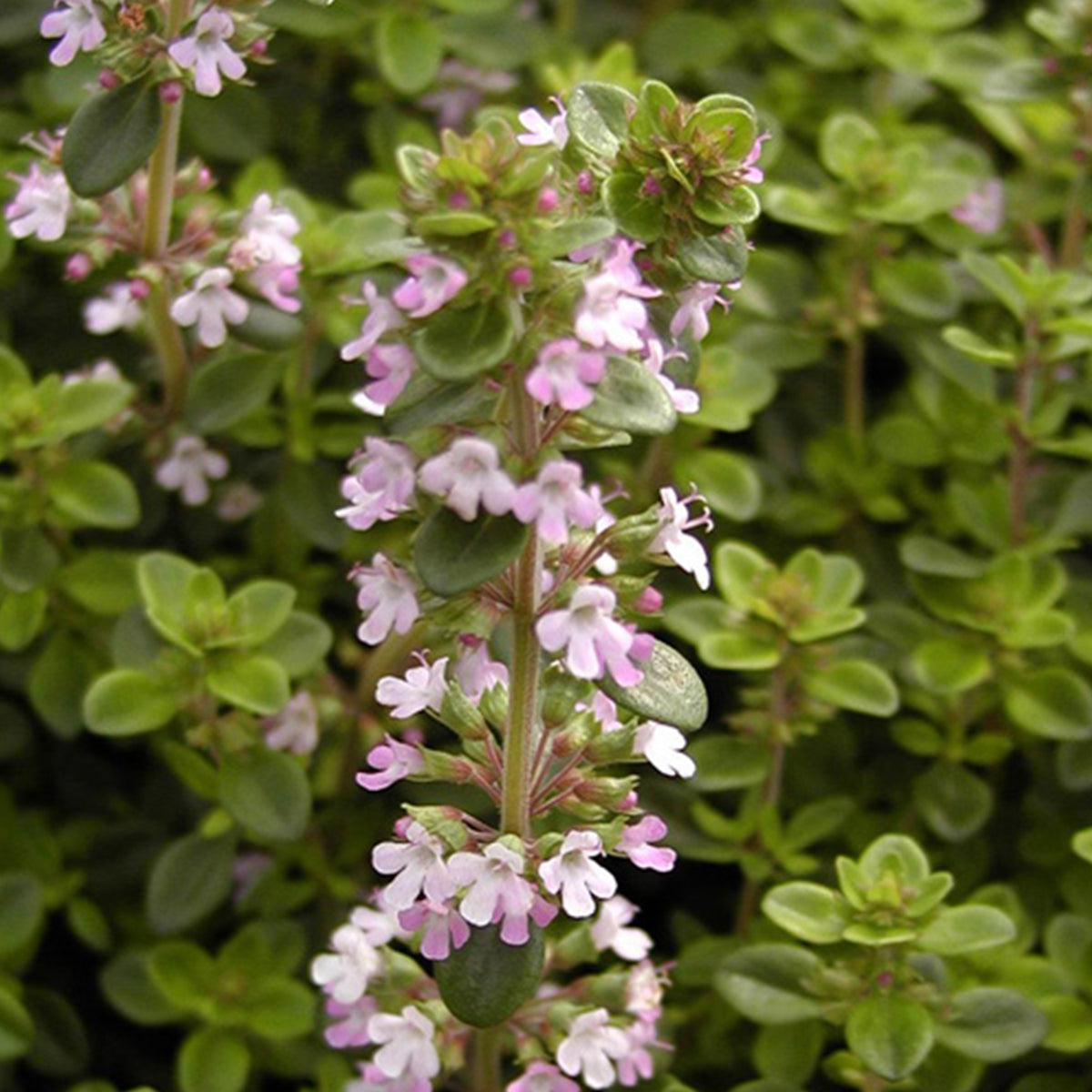 Wilde tijm - Thymus serpyllum - Willemse