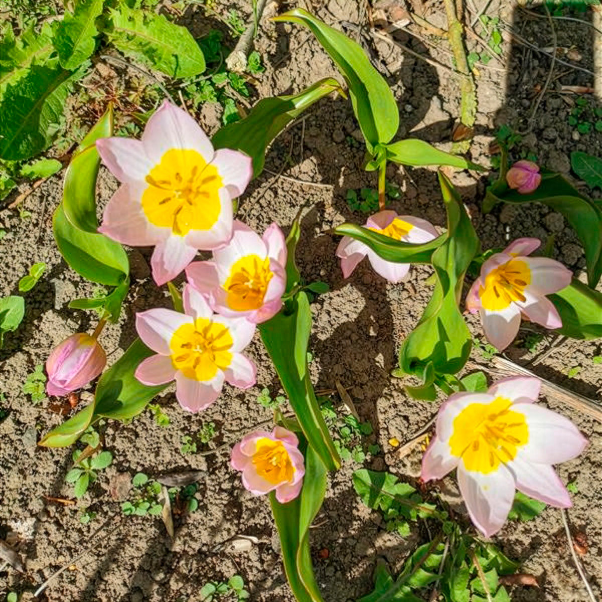 Wildtulpen Bakeri Lilac Wonder (x10) - Tulipa Lilac Wonder - Willemse