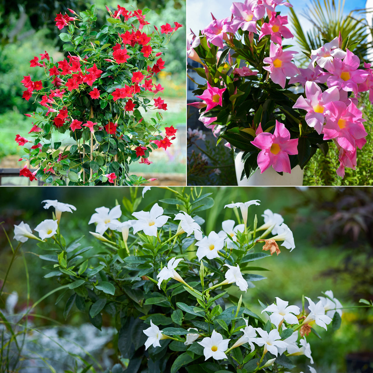 Chileense jasmijn (x3)