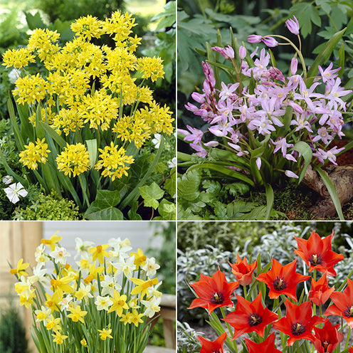 Bloembollen 6 Maanden Bloemen mix (x100) - Willemse