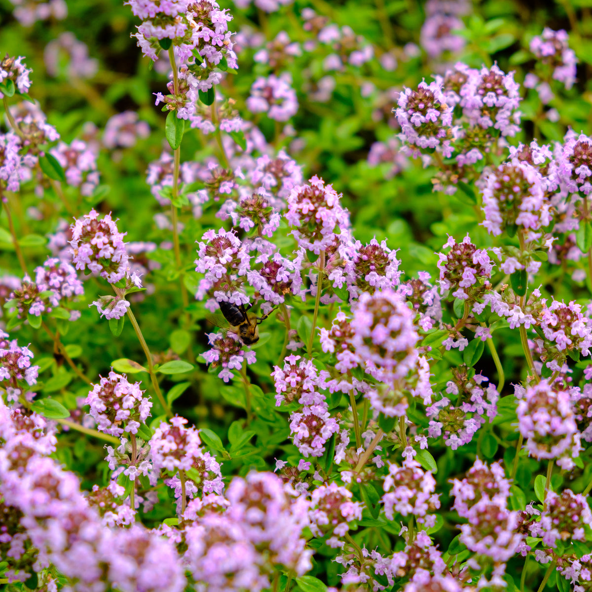Zaaimat Roze bloemen - Phlox, Saponaria, Thymus - Willemse