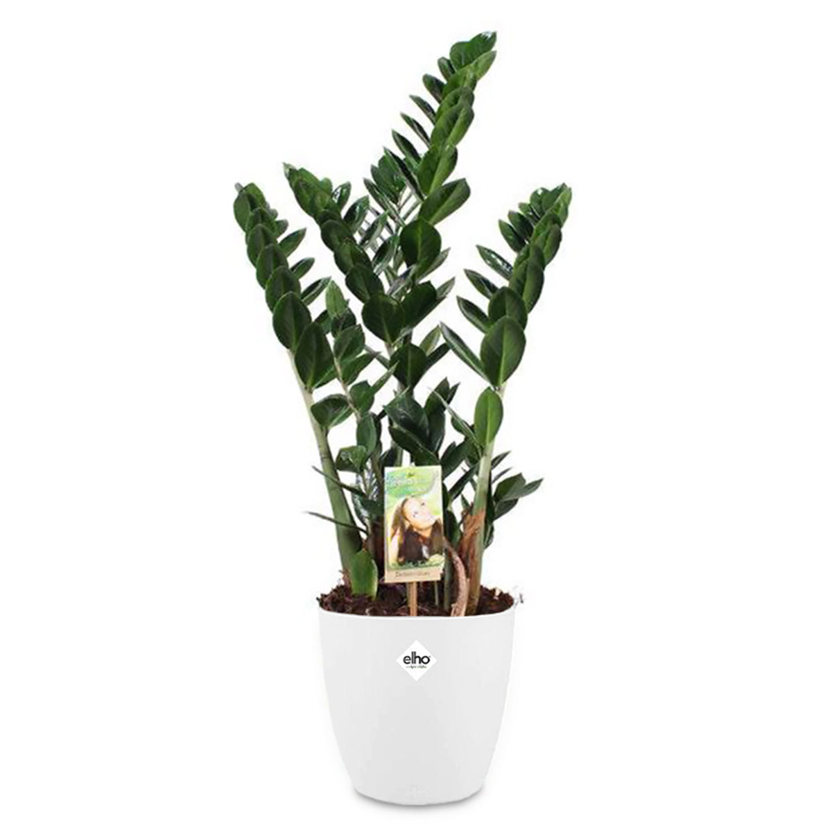 ZZ-plant incl. witte sierpot - Zamioculcas zamiifolia - Willemse