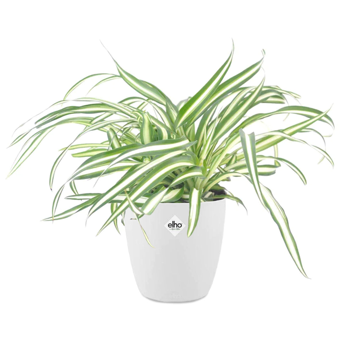 Graslelie 'Atlantic' incl. witte sierpot - Chlorophytum comosum atlantic - Willemse