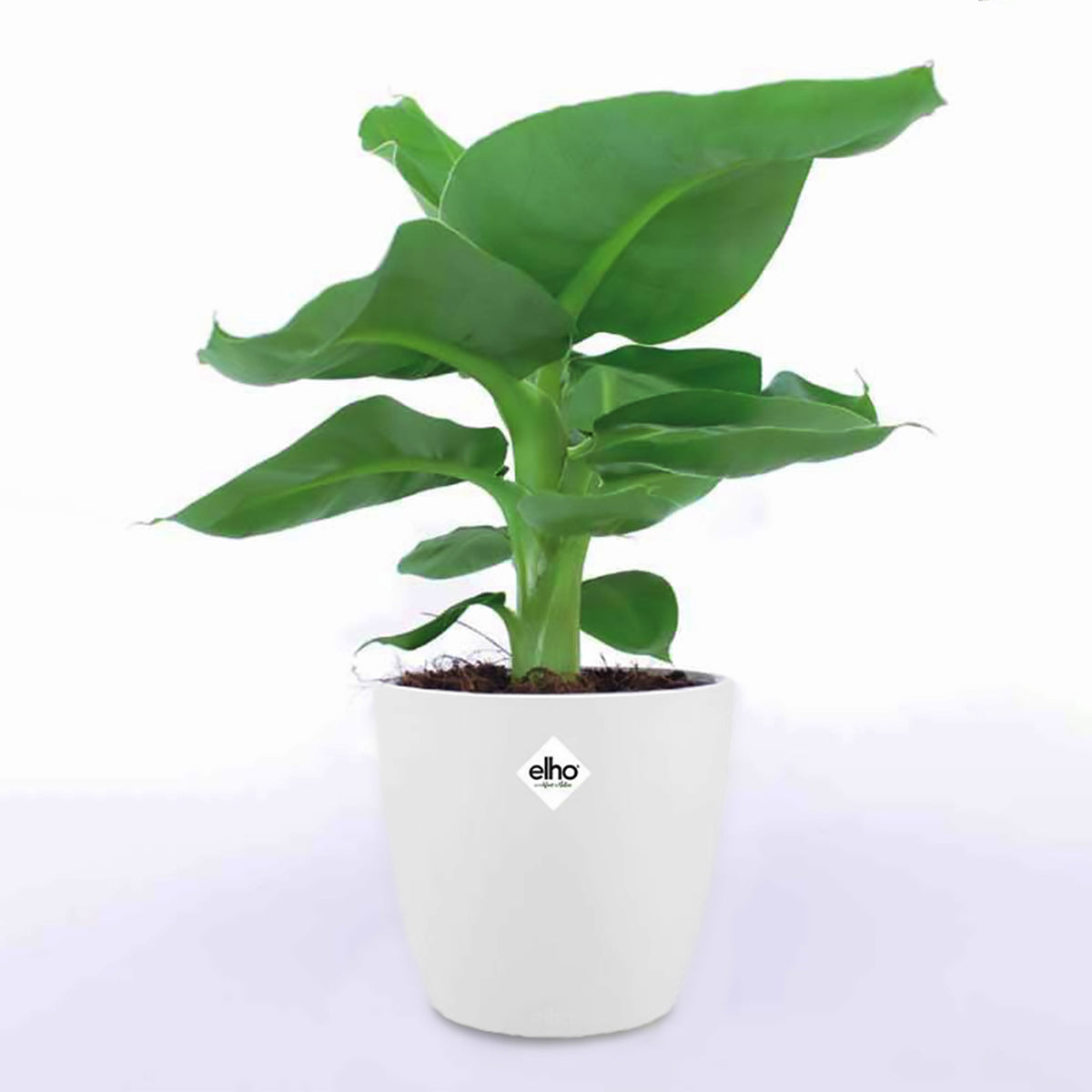 Musa oriental Dwarf - Bananenplant 'Oriental Dwarf' incl. witte sierpot - Kamerplanten met potten