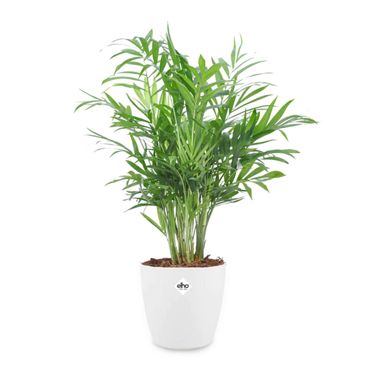 Bergpalm incl. witte sierpot - Chamaedorea elegans - Willemse