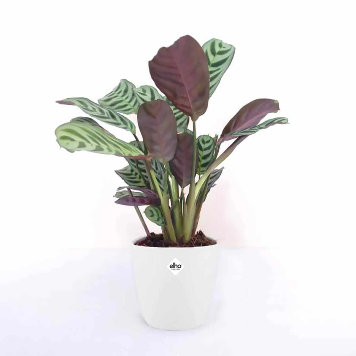 Ctenanthe burle-marxii - Ctenanthe Burle-marxii incl. witte sierpot - Kamerplanten met potten