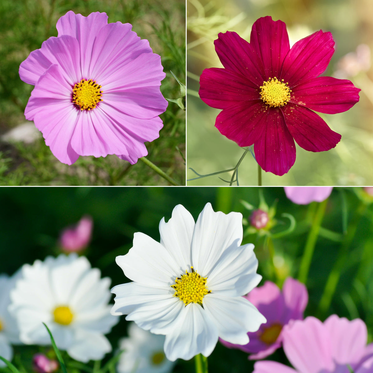 Cosmos 'Sensation'