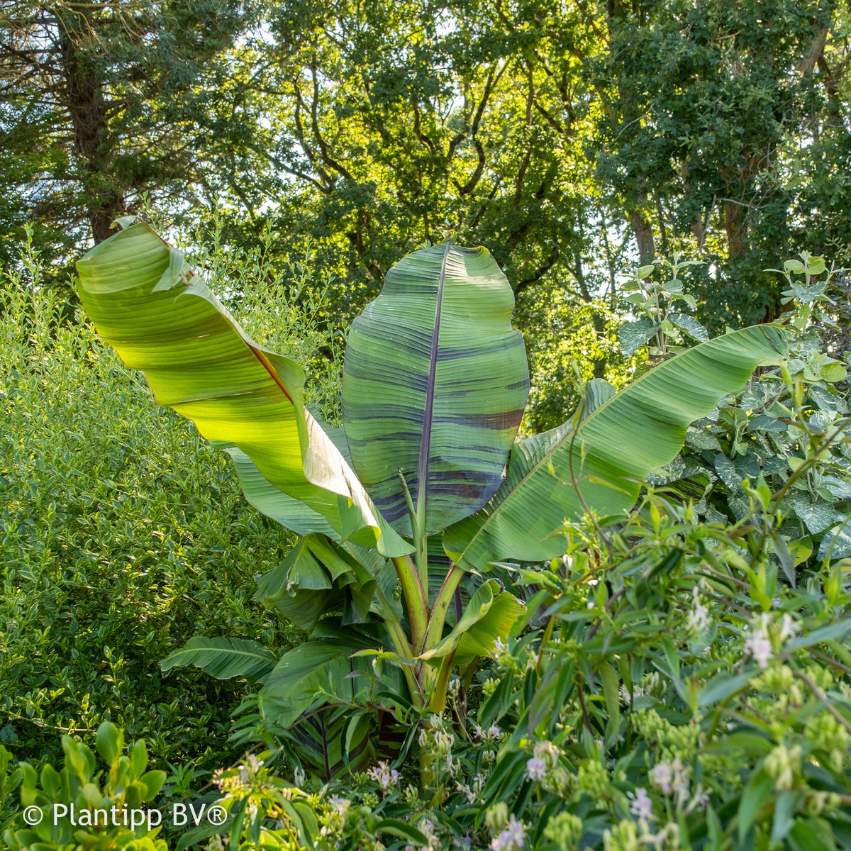 Musa sikkimmensis Ever Red - Japanse Bananenplant Ever Red - Bananenplant