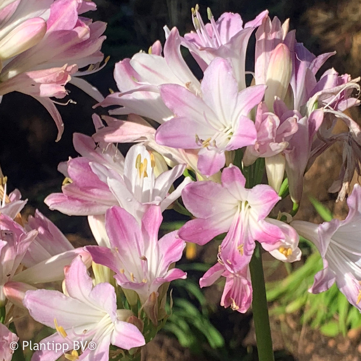 Agapanthus Blush Pink - Afrikaanse lelie 'Blush Pink' - Agapanthus