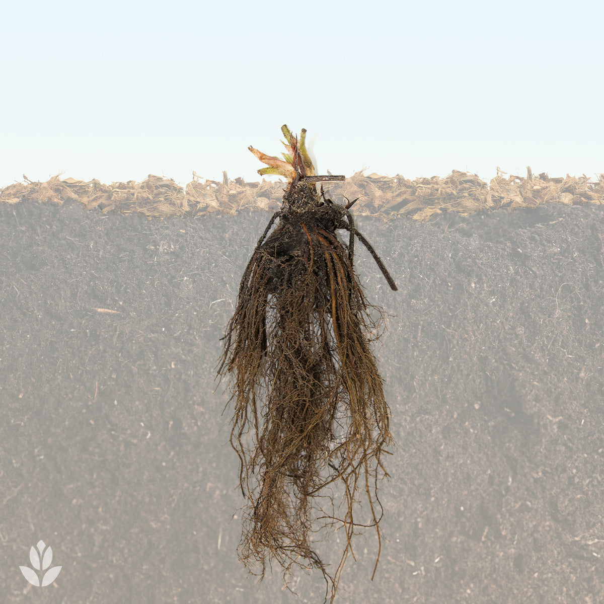 Aardbei plant 'Ostara'