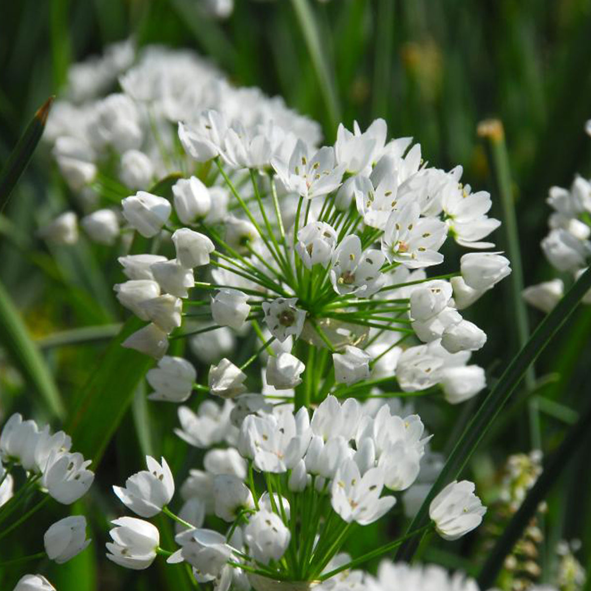 Sieruien van Napels (x50) - Allium neapolitanum - Willemse