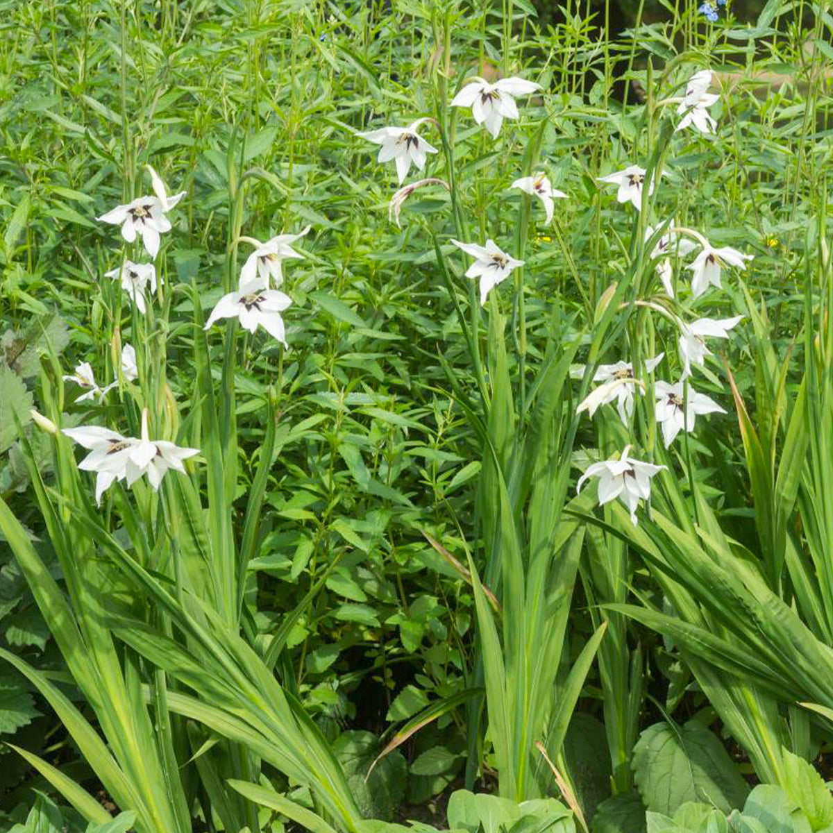 Gladiolen van Abessinië (x30) - Gladiolus callianthus - Willemse