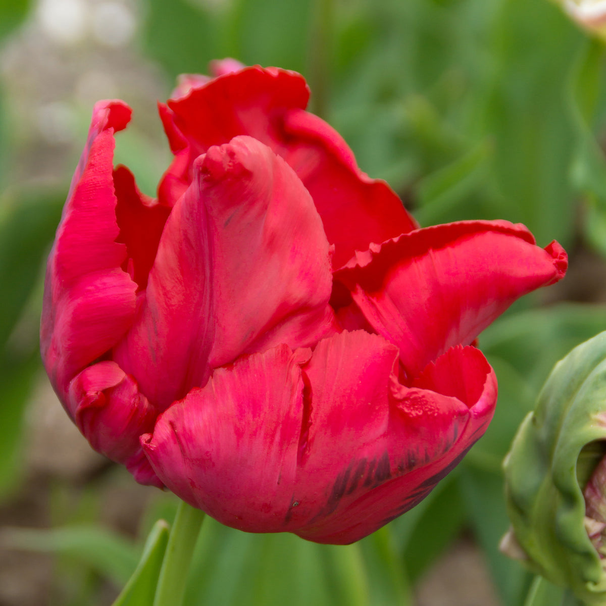 8 Papegaaitulpen Red Madona - Willemse