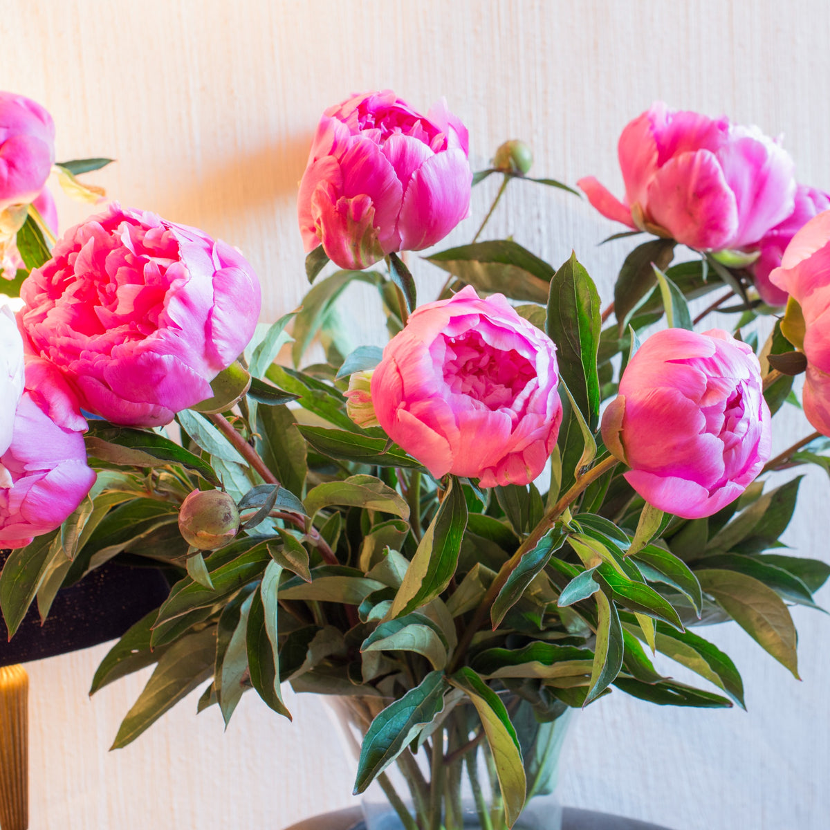 Pioenroos Jacorma - Willemse