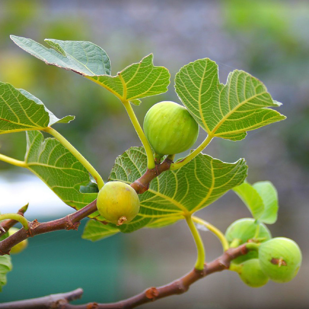 Zelfbestuivende vijgenboom 'La Marseillaise' - Ficus carica Marseillaise - Willemse
