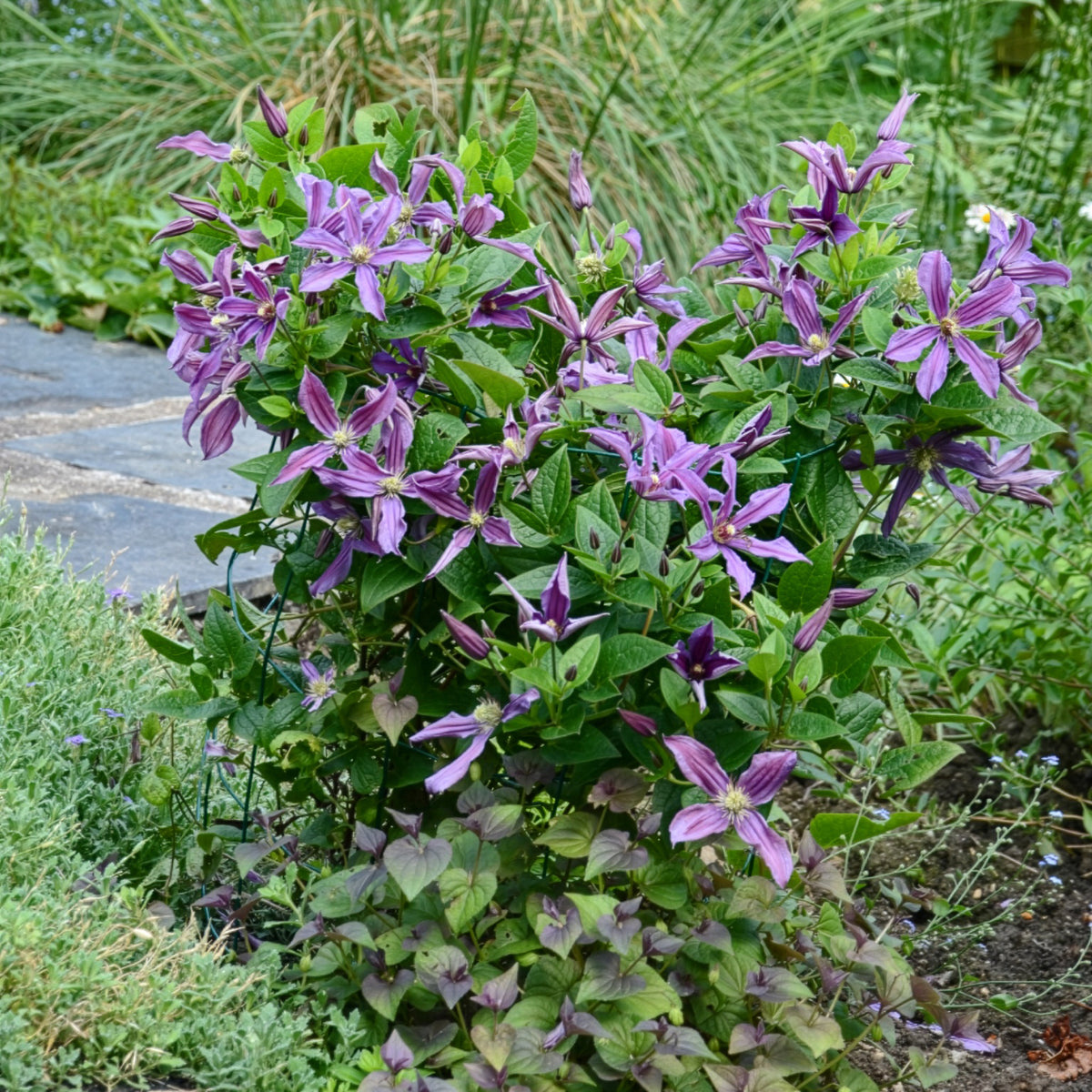 Clematis integrifolia Saphyra® Estrella - Bosrank Saphyra® Estrella - Clematis