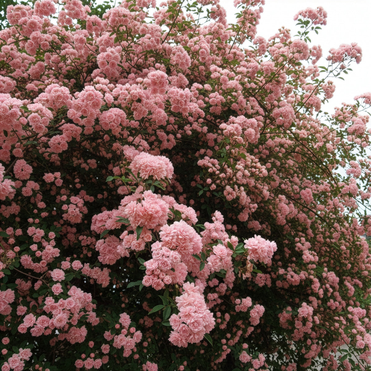 Klimroos Rosea - Willemse