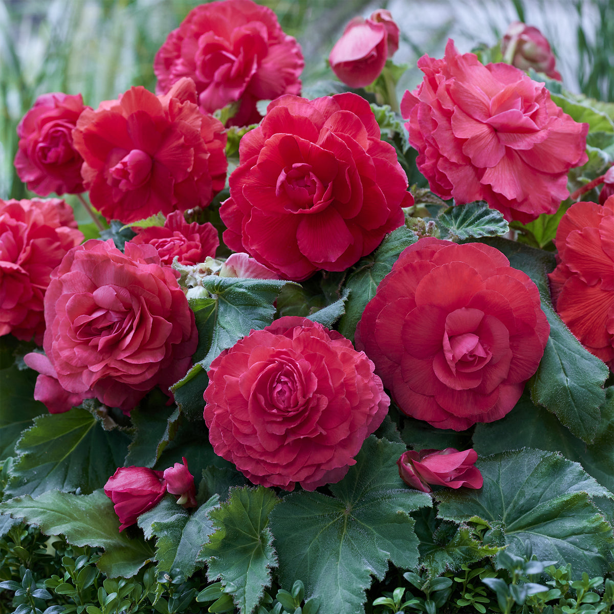 Dubbele roze begonia's (x5) - Willemse