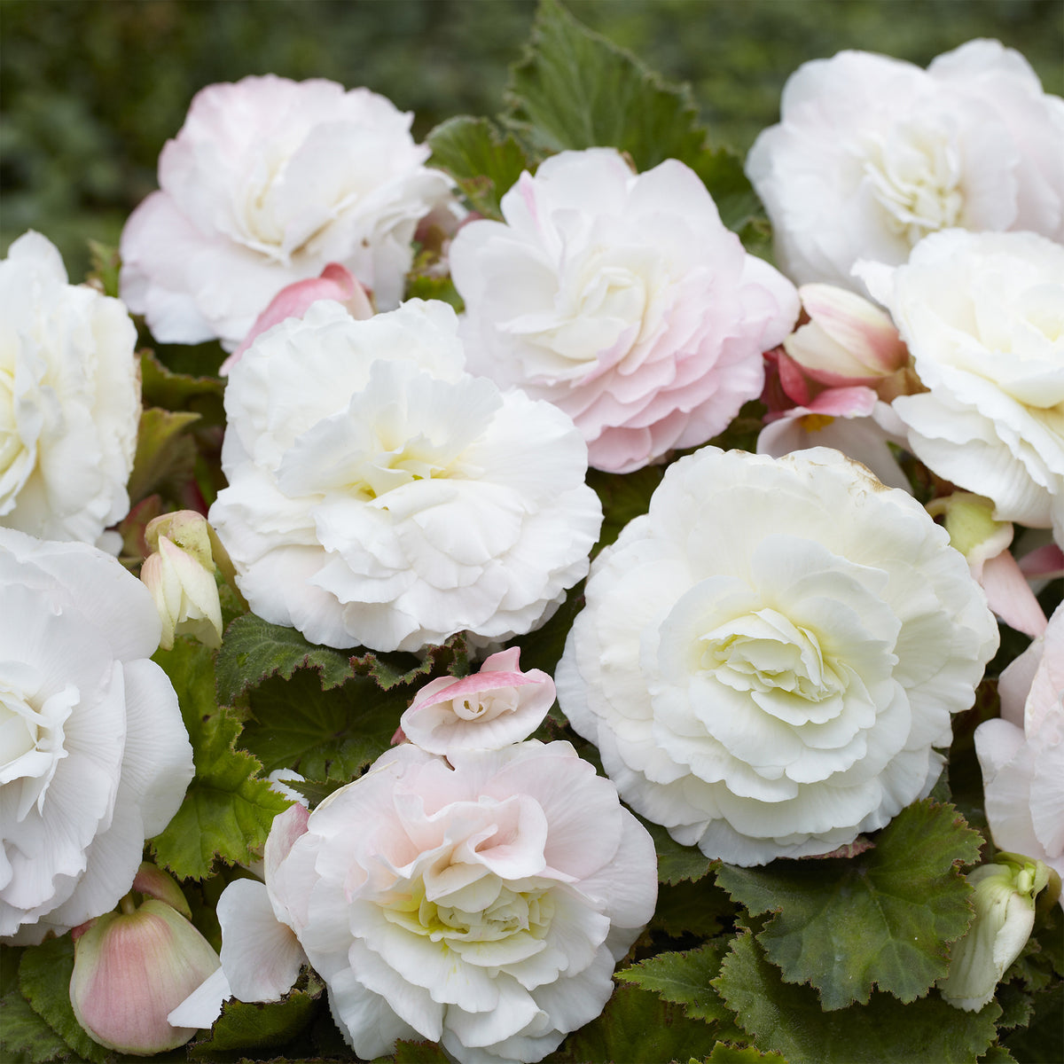 Dubbele witte begonia's (x5) - Willemse